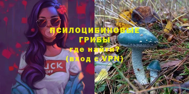 Галлюциногенные грибы MAGIC MUSHROOMS  продажа наркотиков  Кувшиново 